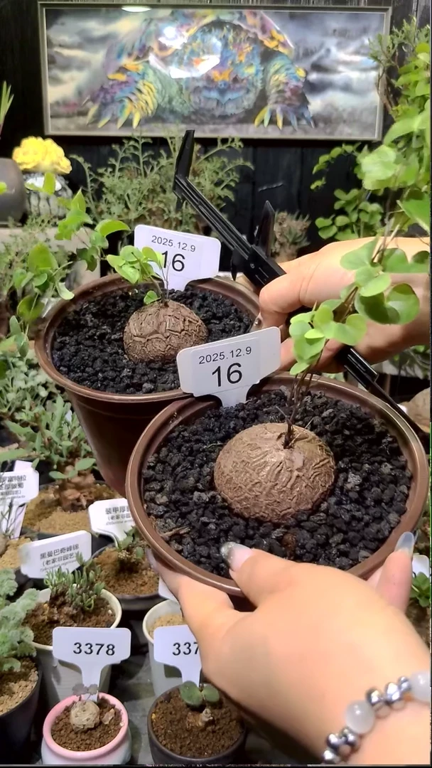 16号1209福利南非龟甲龙买一送一