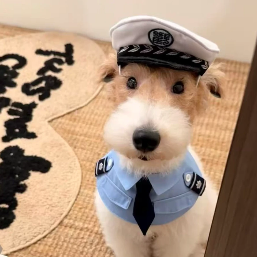 老爹家刚毛猎狐梗 狗狗活体