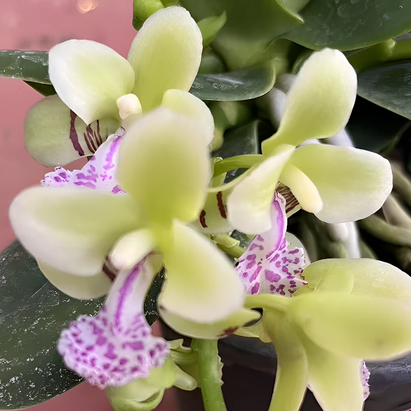 圆叶风兰 萼脊兰 橘子柠檬香 130#硬胶盆 壮苗多花剑 花苞