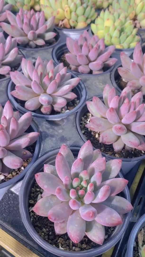 A367-虞美人单头脱土发（量拍）