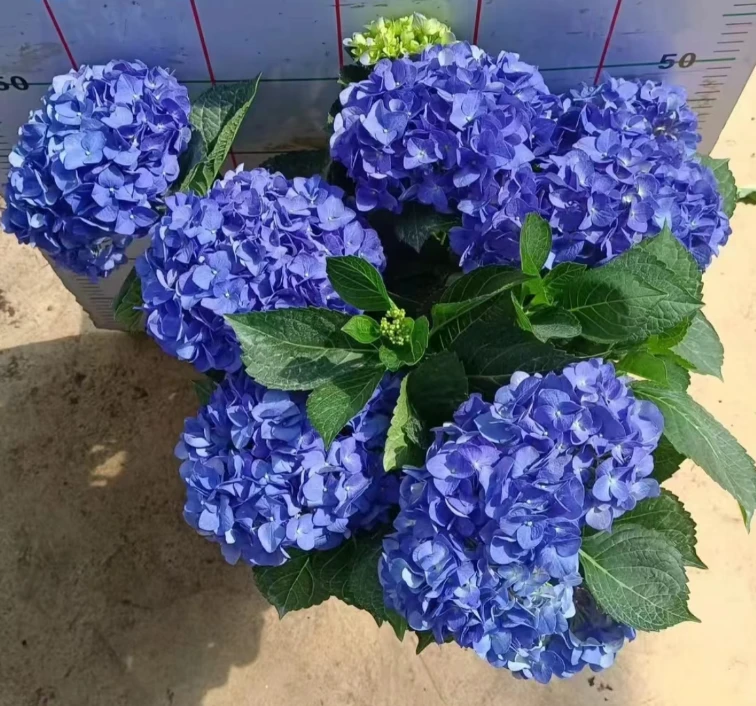 大吉普-绣球花蓝紫色可变色室内外盆栽地栽花期长新手易养护