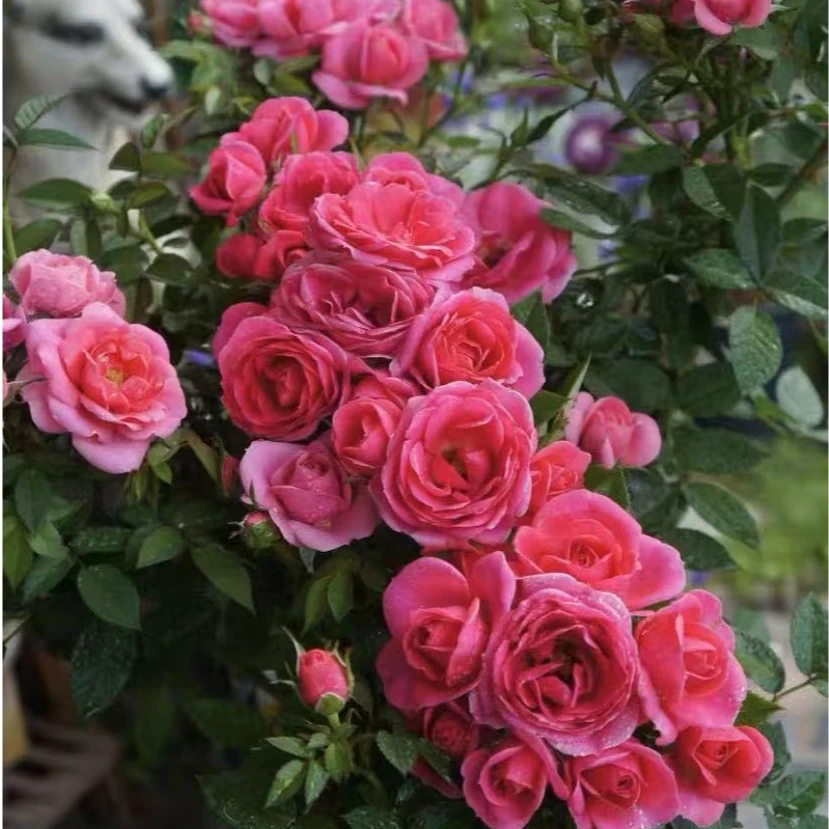 嬉皮士星星 庭院爬藤月季嬉皮士星星浓香大花四季开花阳台种植