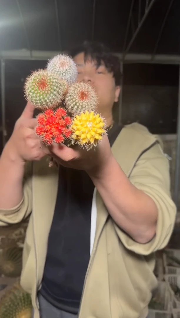 5色球组合【嫁接】
