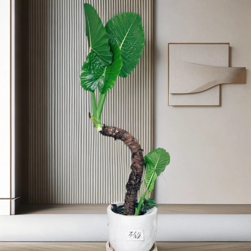 造型滴水观音霸王芋又名巨型海芋客厅客厅办公室吸醛懒人好培养