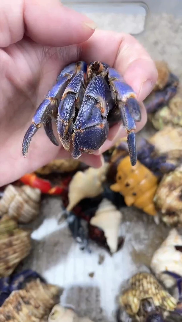 寄居蟹哈哈哈哈哈哈