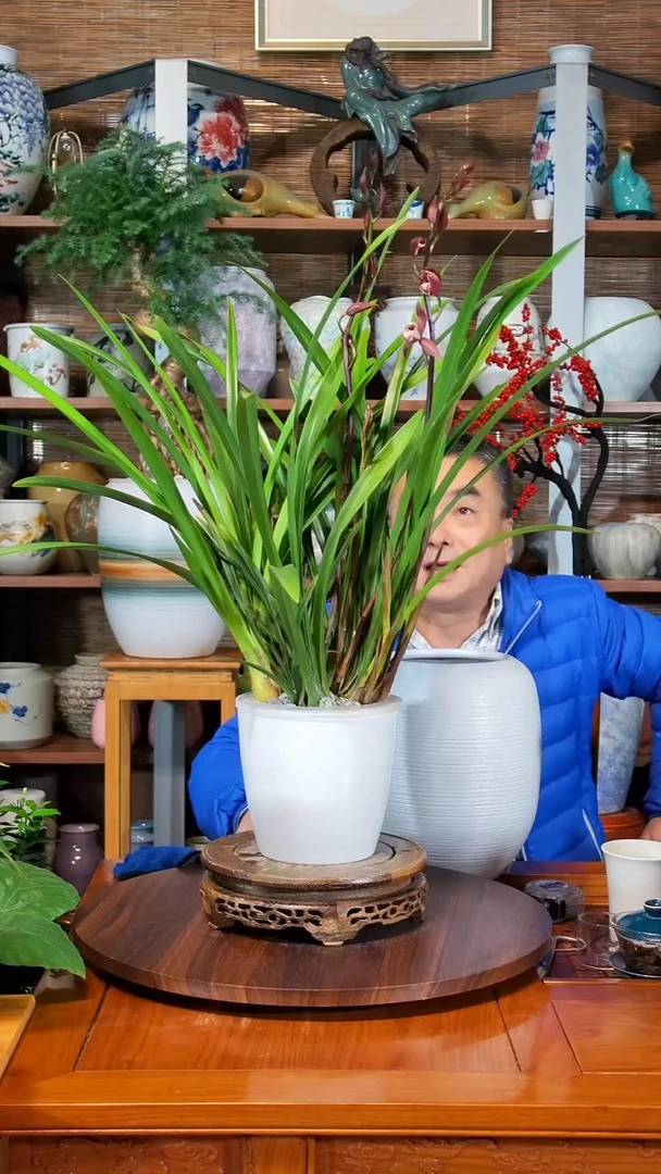 无花朵牛****坊水之韵水培韩国小姐不带瓶