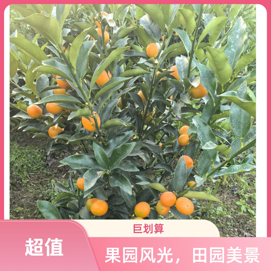 【二代脆皮金桔树苗】金桔树盆栽带果发货果树树苗