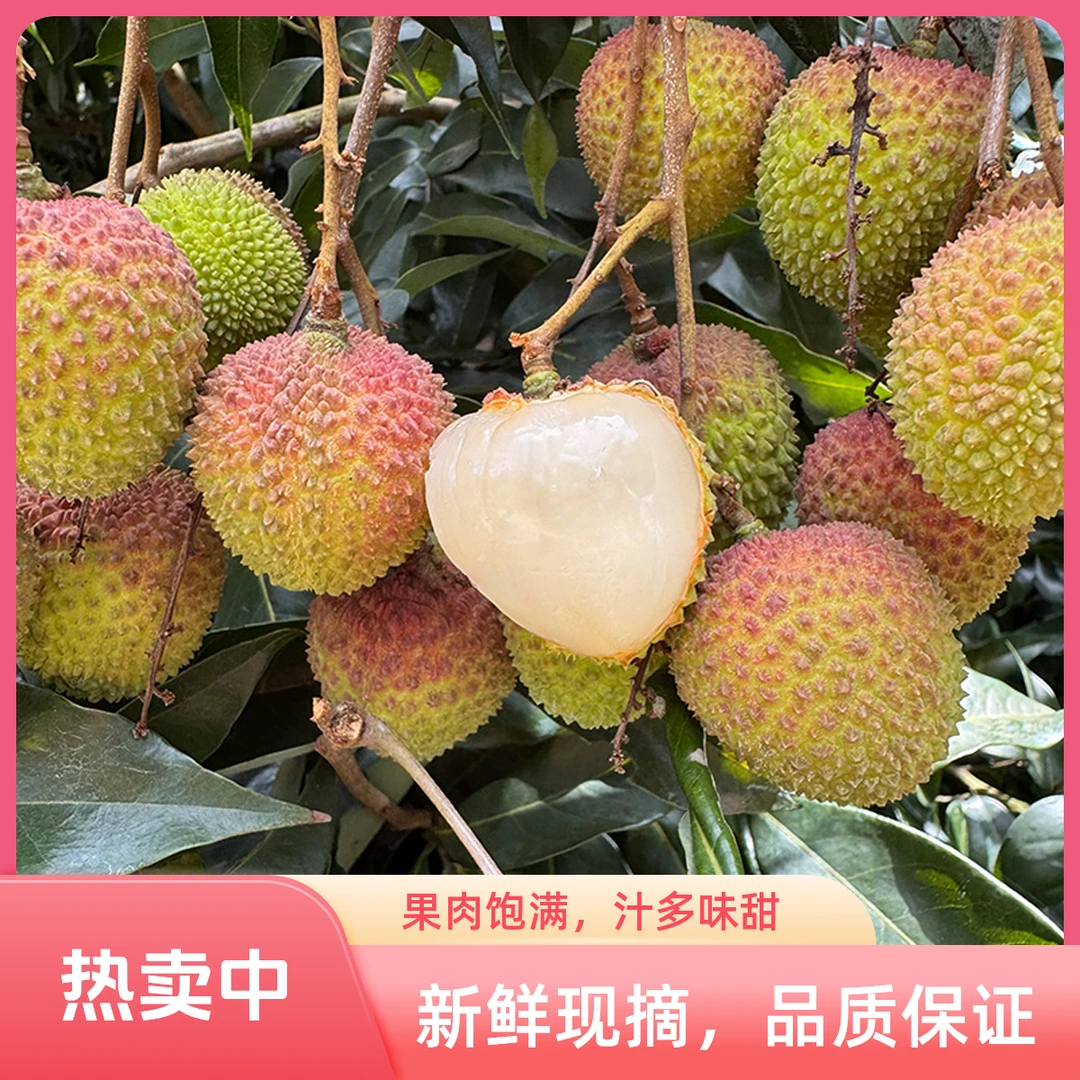 茂名正宗妃子笑荔枝新鲜采摘皮薄肉厚清甜当季水果不泡水冷链发货