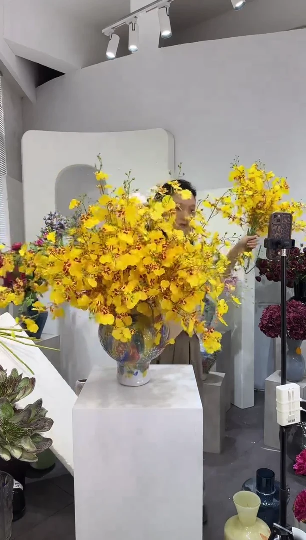 【闪购商品】藤拍10到13黄色跳舞兰（不含花瓶）