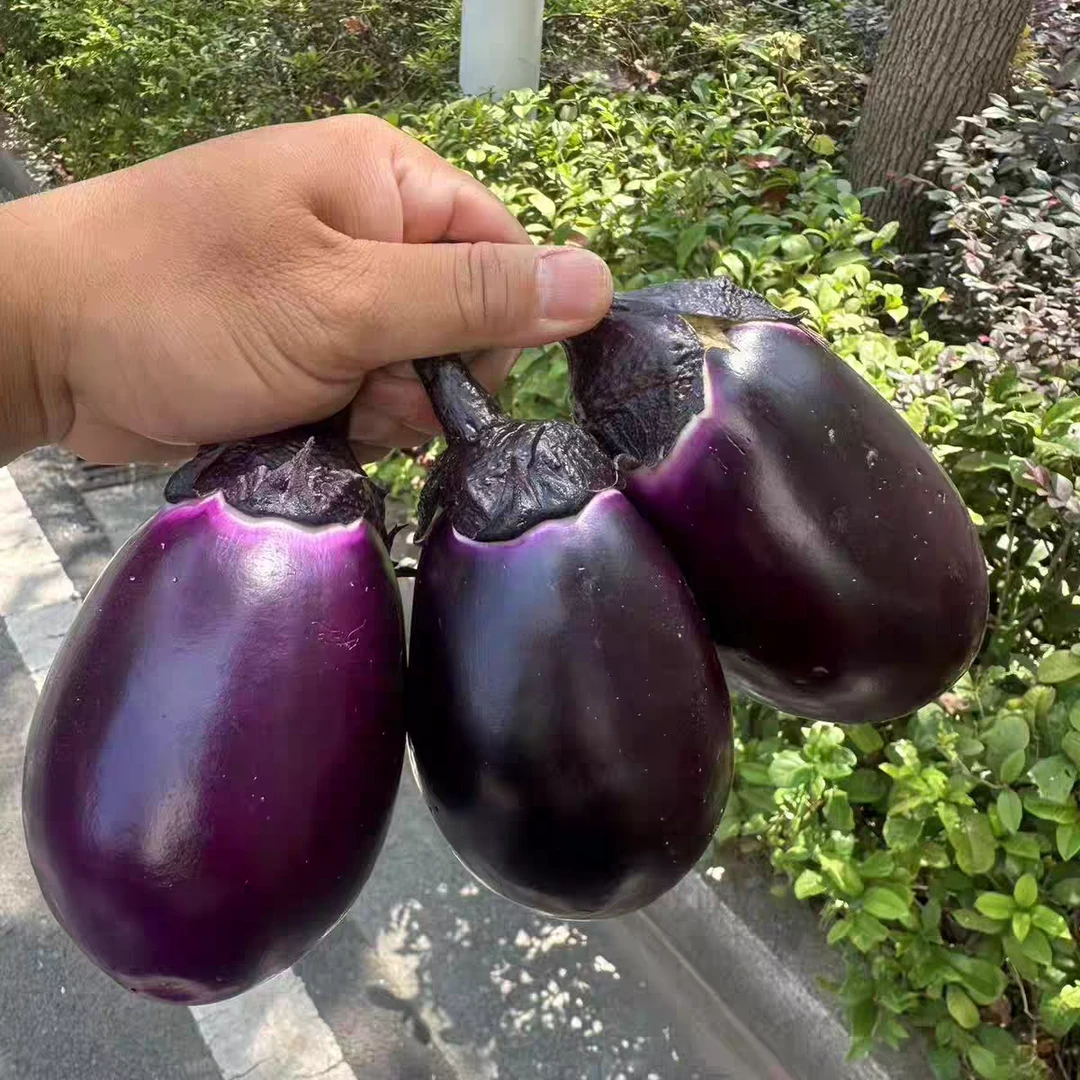 新鲜椭圆紫皮圆茄子当季蔬菜农家现摘现发软糯清甜紫茄子