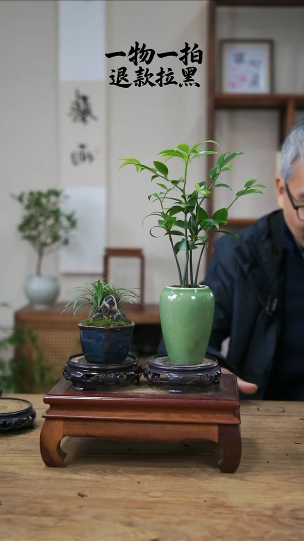 完全开放暖***5竹柏+玉龙草169