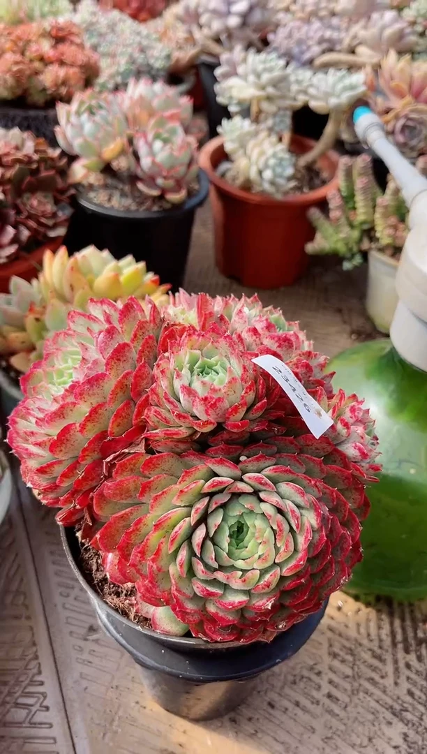 【闪购商品】23426