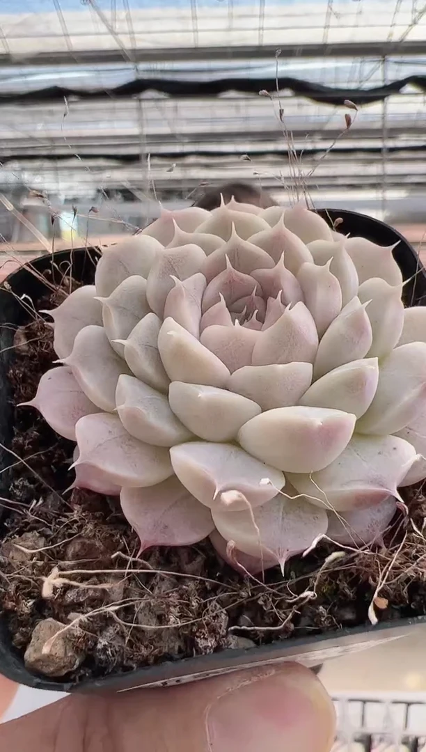 【闪购商品】新款多肉56