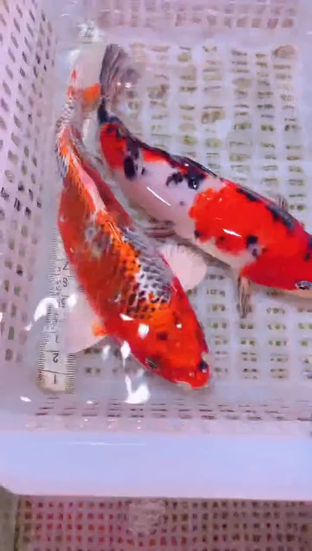 锦鲤冷水观赏鱼全场包邮108