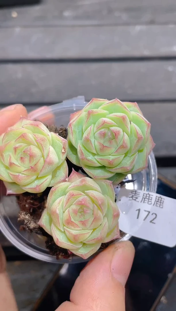 172潘多拉      量拍3颗