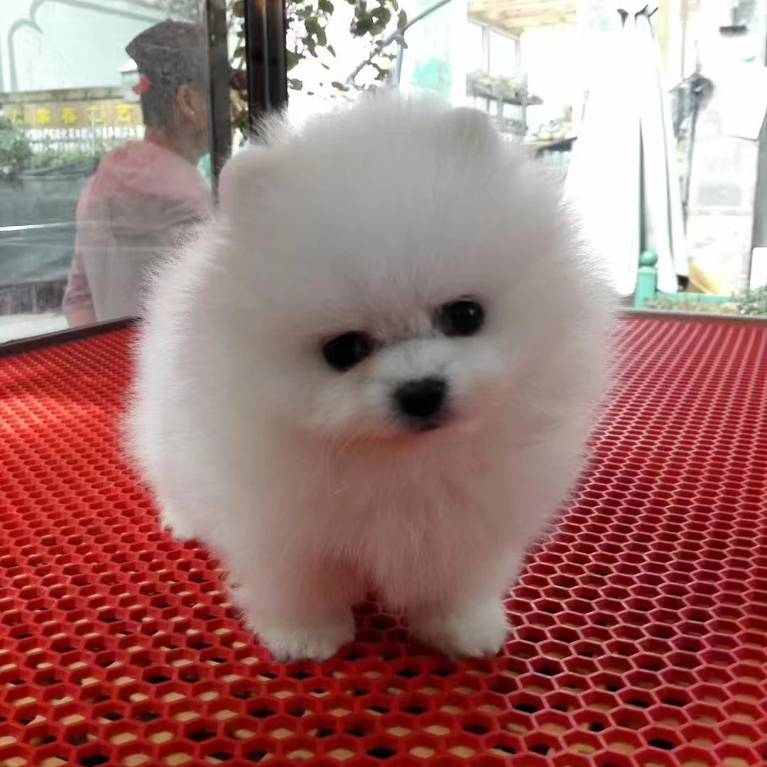 管先生犬舍活体链接
