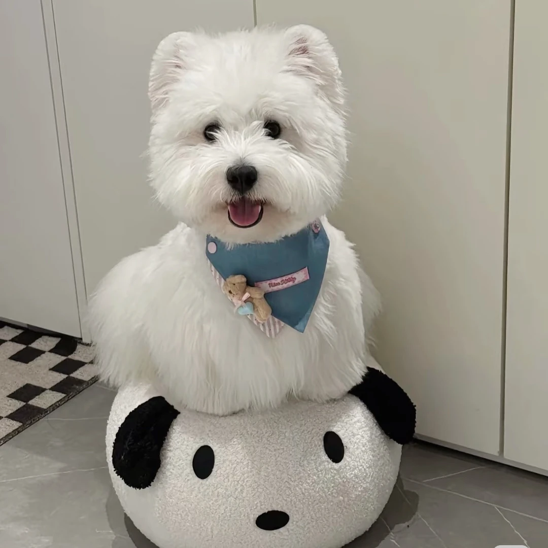 杜氏犬业宠物活体狗狗成交链接