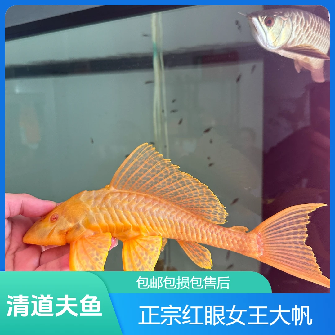 鱼场直销清道夫女王豹纹清洁工大型活体垃圾热带鱼除藻淡水观赏鱼