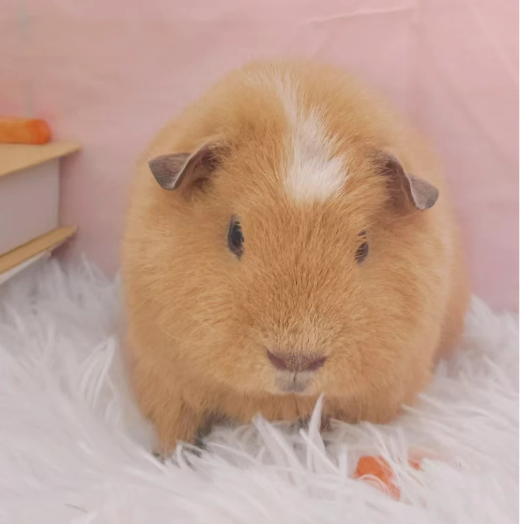 宠物活体仓鼠荷兰猪美泰弟弟一物一链接