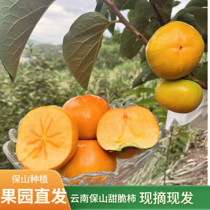 正宗云南脆柿新鲜次郎应季甜脆水果整箱批发冰糖心脆柿子脆甜