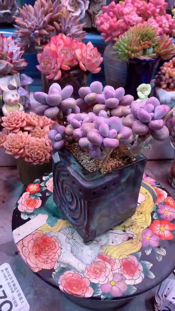 247Q桃蛋（一物一拍，精品多肉，所见即所得 ）