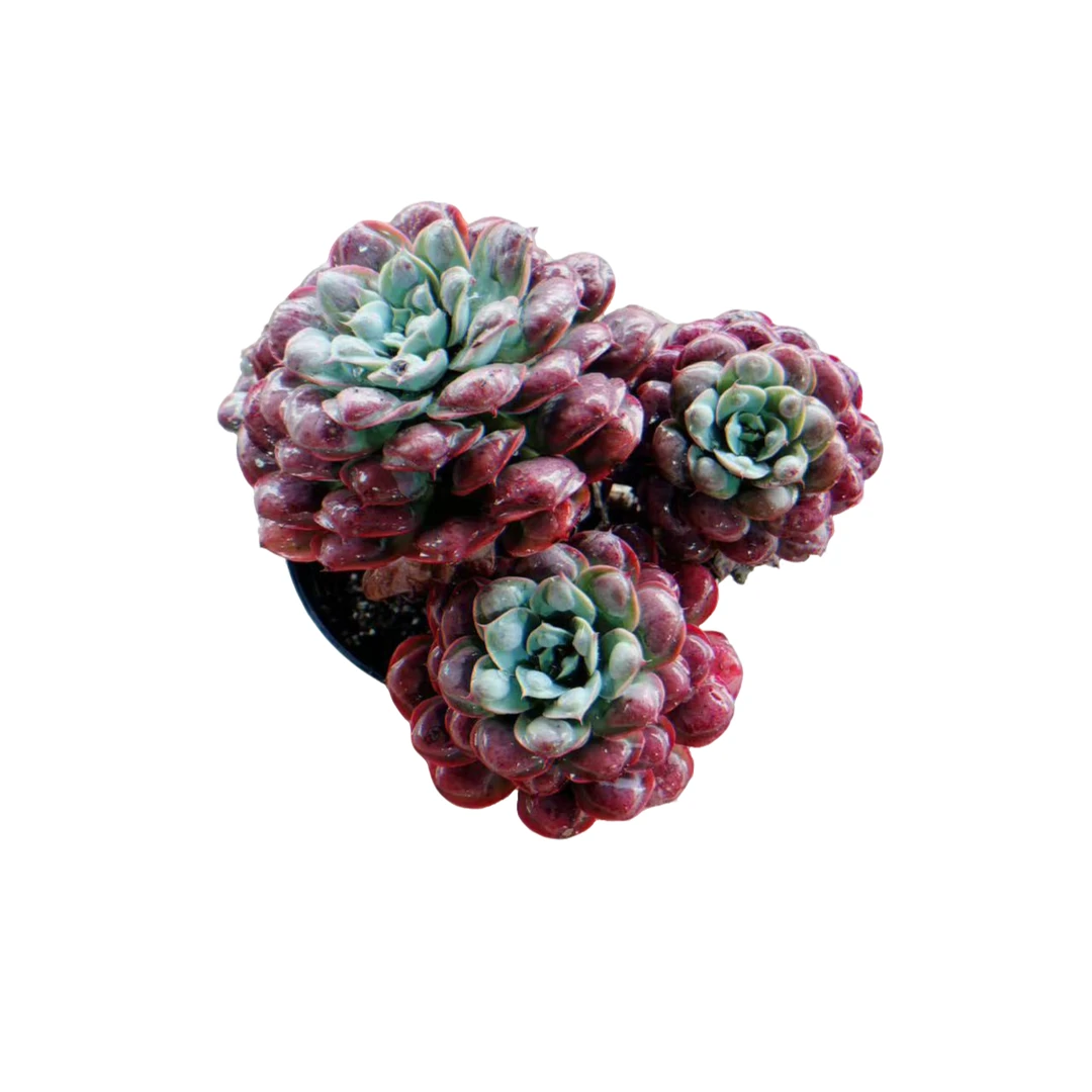 老桩多头雨滴多肉根系种植优选精选发货售后基地自产自销