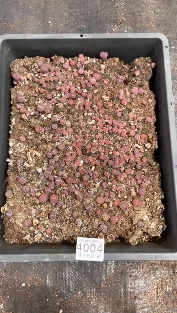 4004特价紫色框有疤瑕疵带土带盆发货
