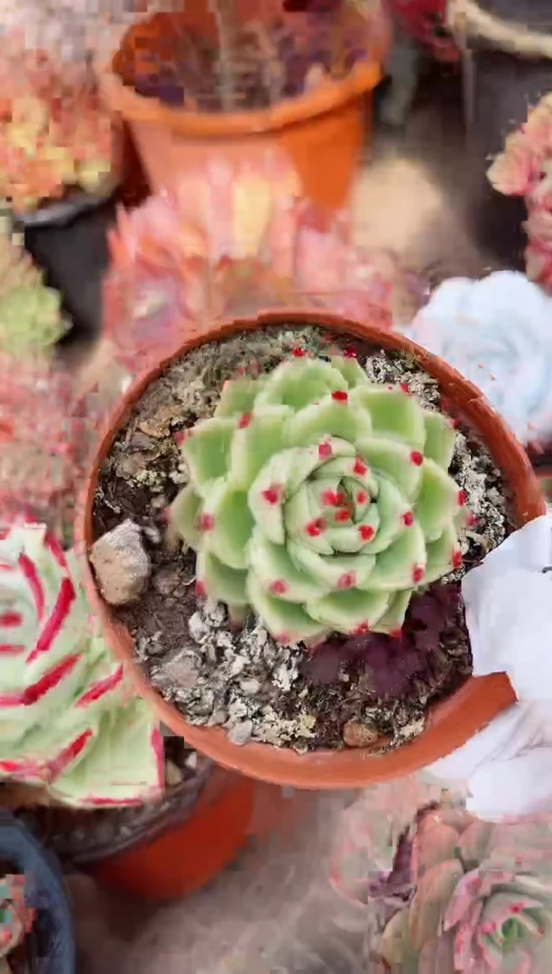 【闪购商品】21392