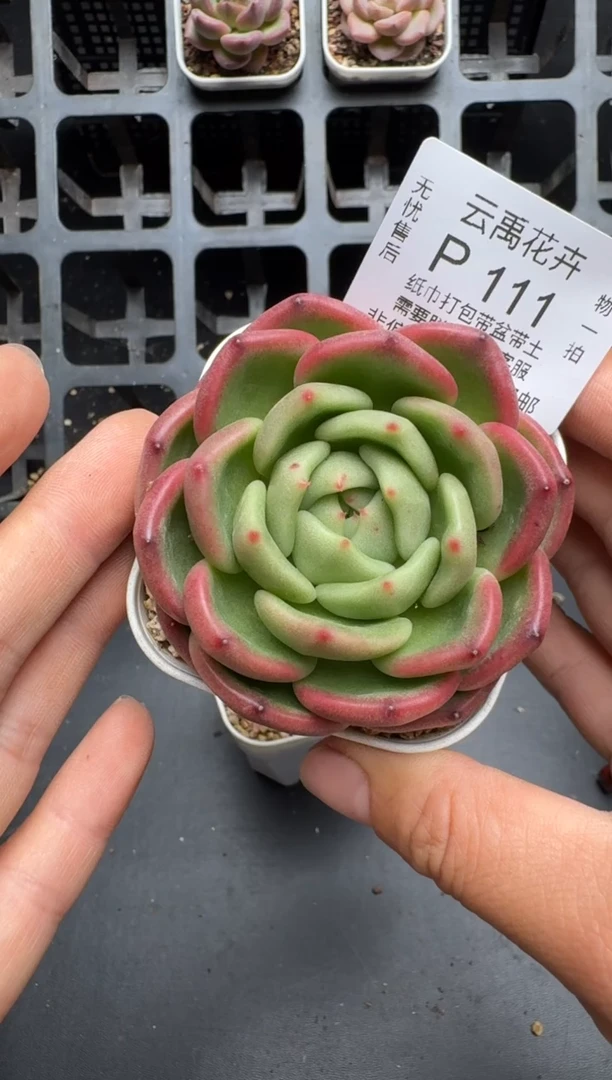 111P当天拍3颗包柚 脱土发纸巾打包 云禹花卉 珍妮多肉植物