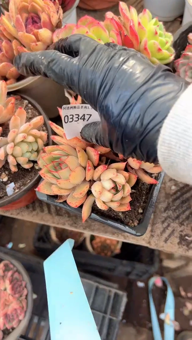 梅**雪多肉植物一物一拍03347