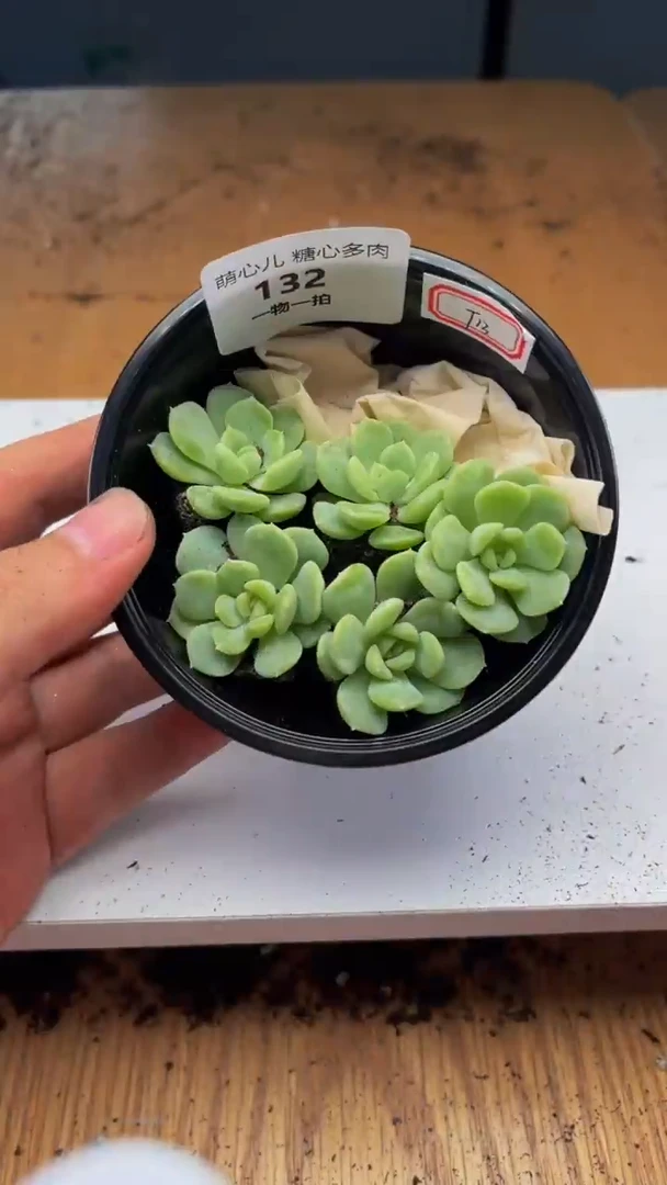 132多肉植物多肉植物