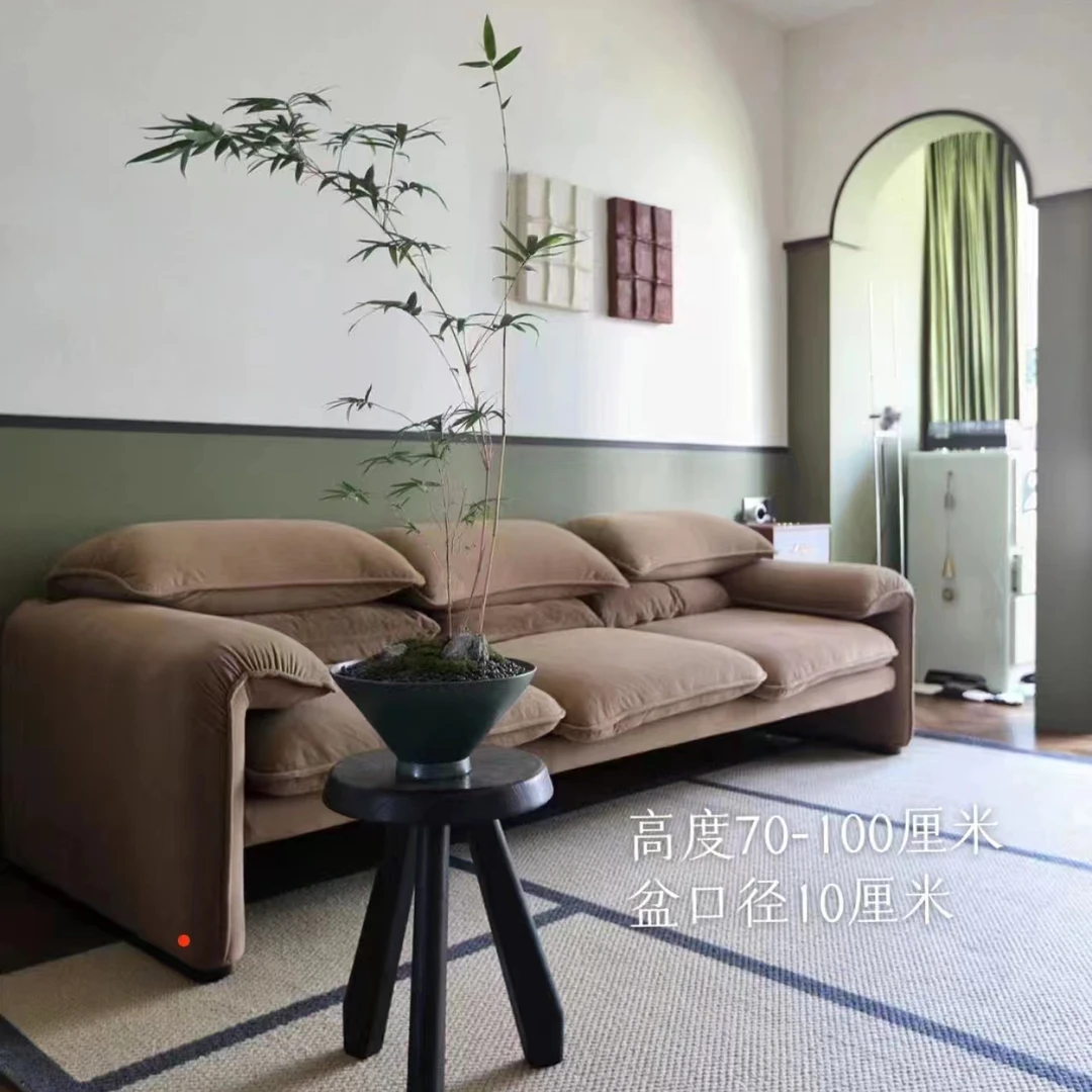 红观音竹子内门竹室内观赏竹好养易活禅意灵动高档水培苔藓球绿植