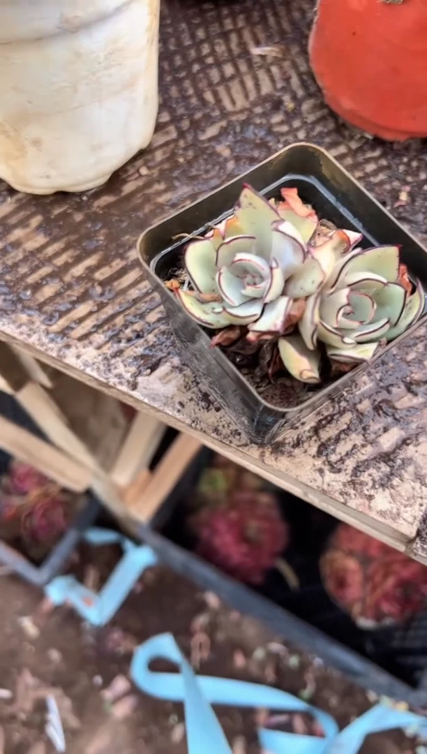 陌**轻多肉植物一物一拍01461