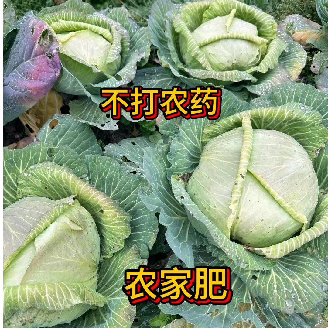 【农村洋溢精选】甘蓝包菜、湖南麻阳含硒地区