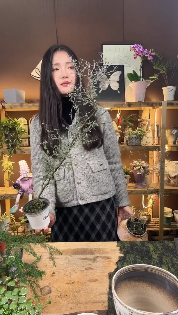 无花朵262毛利银铁丝网育苗盆