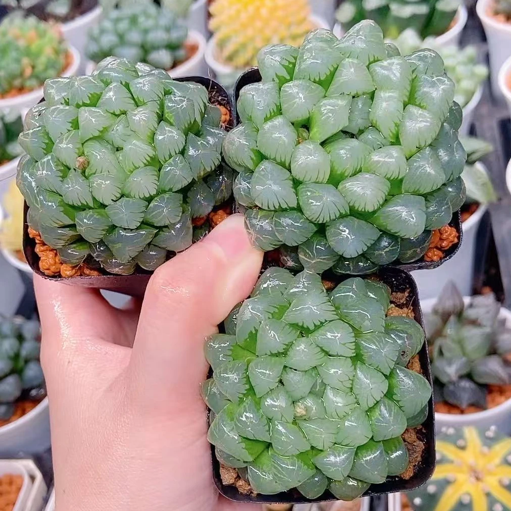 小叶冰灯3颗（满18包邮） 基地培养盆发货