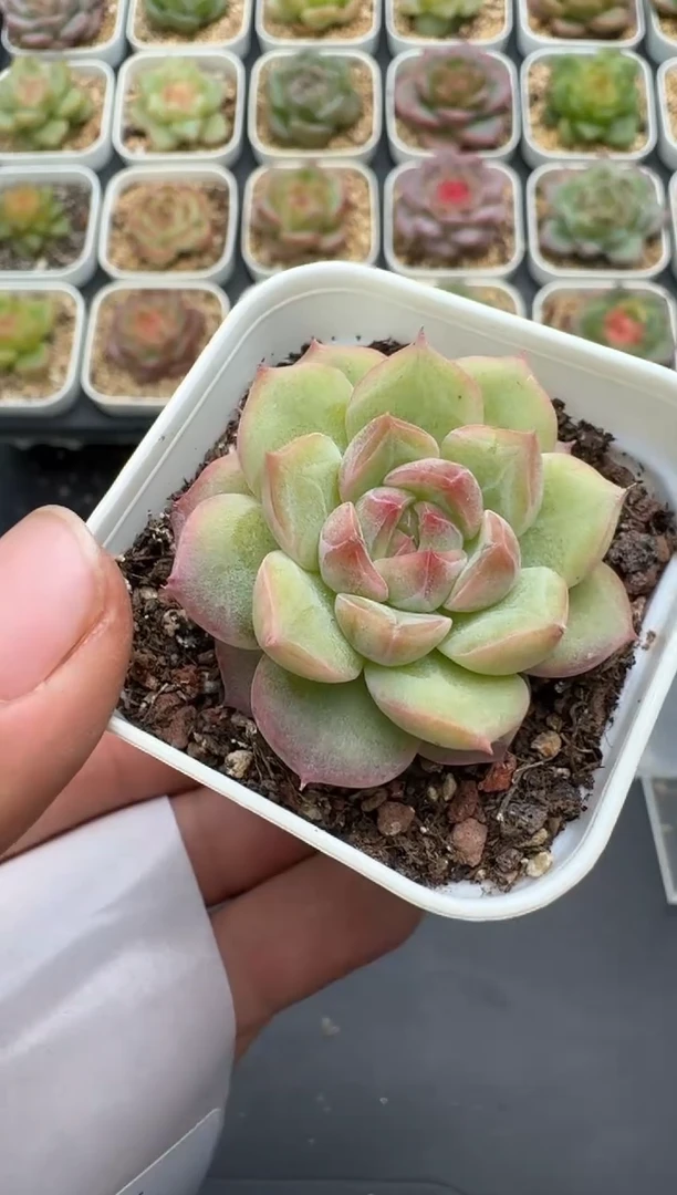 393E云禹多肉植物 带盆土纸巾打包 3颗包邮