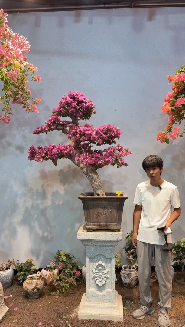 全部花朵衣**忧三角梅16