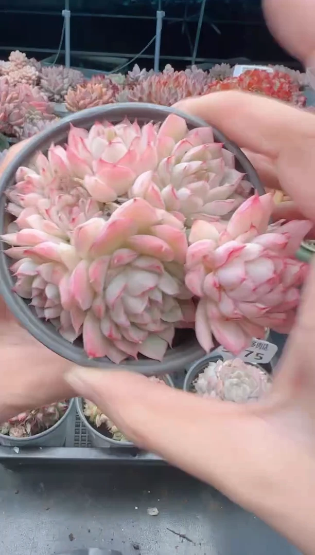 【闪购商品】5179.