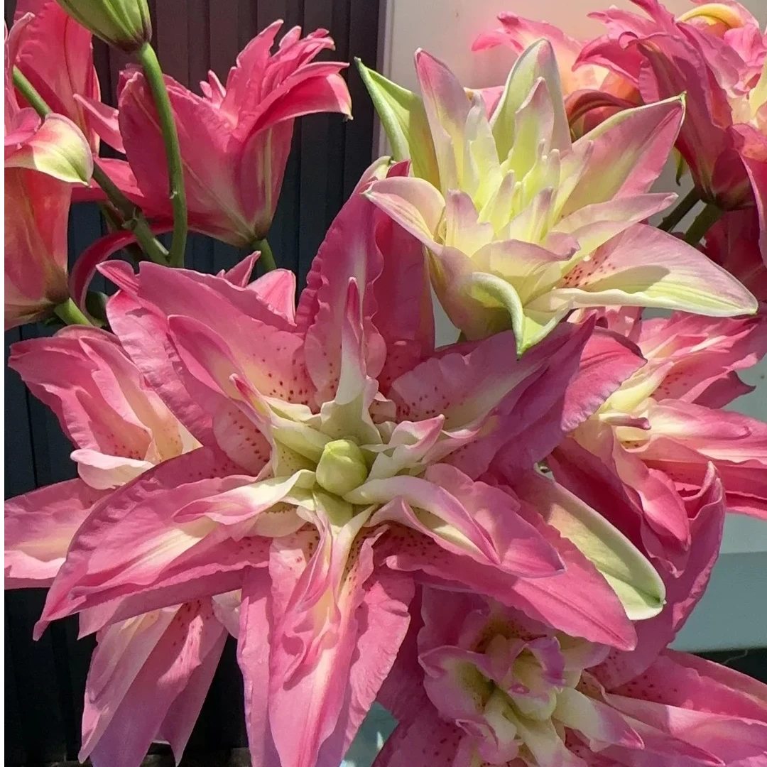 【大聪明卖花直播专属】宝莲灯 重瓣百合云南直发鲜花水养鲜切花