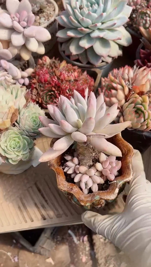 【闪购商品】11188