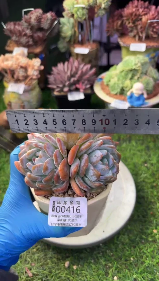 昆明印象多肉00416