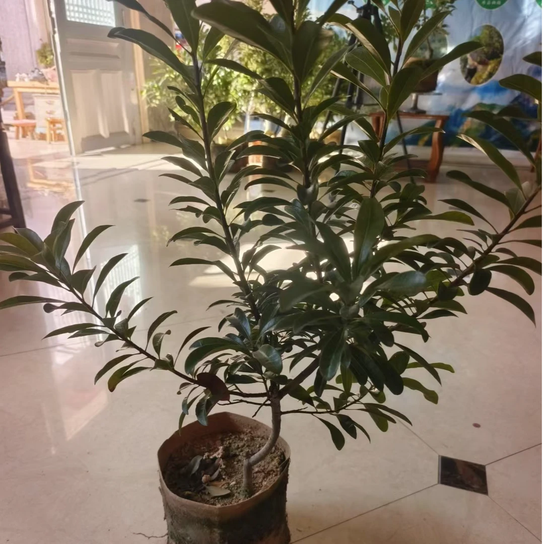 荸荠各种盆栽盆景绿植浙江仙居发货