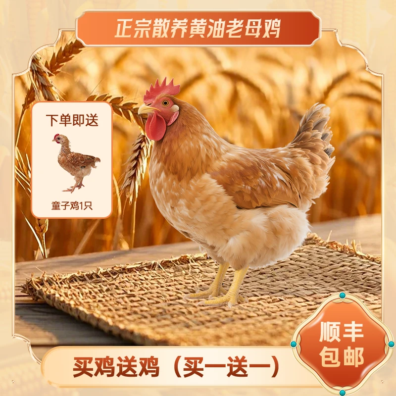 皖南正宗散养黄油老母鸡