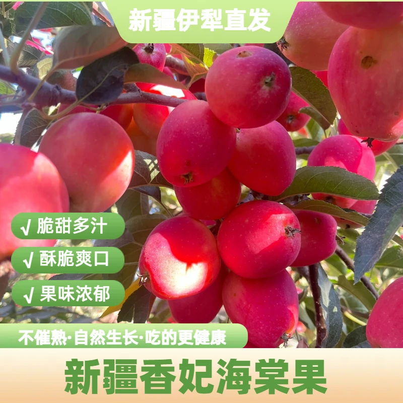 【新疆直发】新疆香妃红海棠果皮薄无渣脆甜清香果香浓郁现摘现发