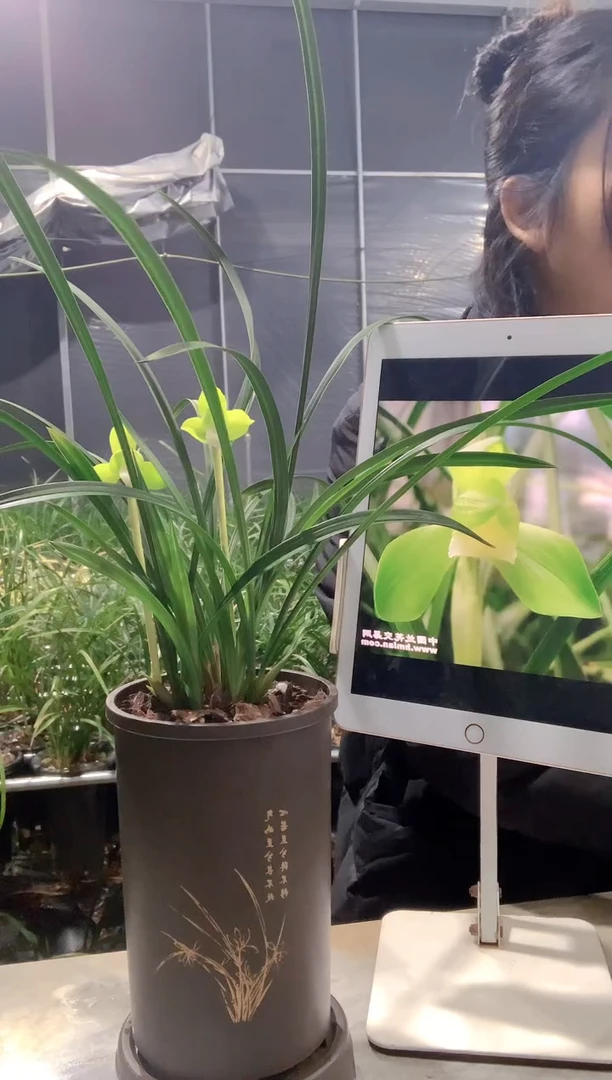 大部分开放少量花苞张荷素6苗带花苞种好发货