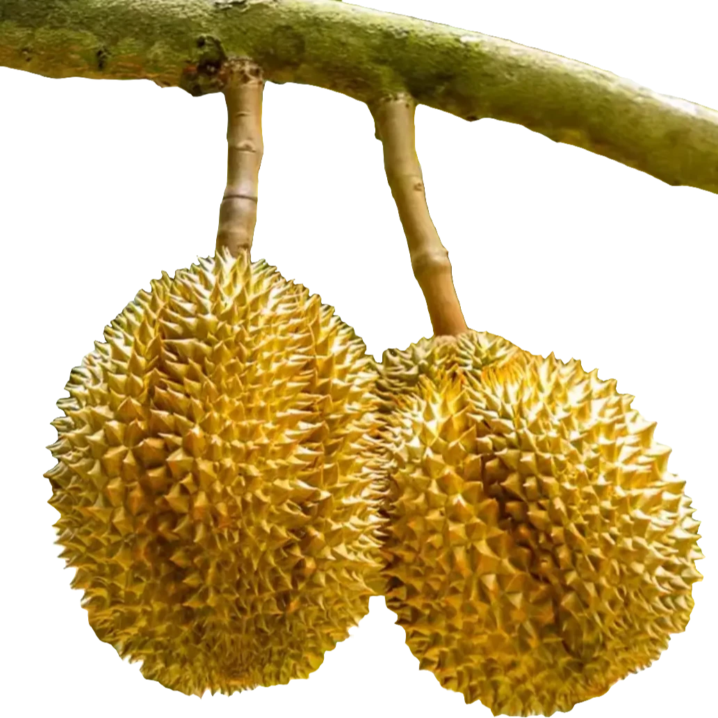 3斤金枕鲜榴莲果肉核小（折扣福利，软糯口感，介意勿拍！！）金枕泰国