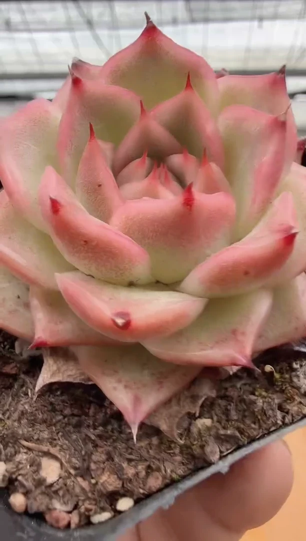 东云多肉园二店-53