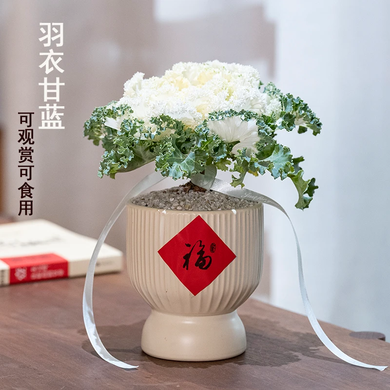 耐寒盆栽叶牡丹羽衣甘蓝庭院地栽盆栽植物花园观赏花卉客厅盆景
