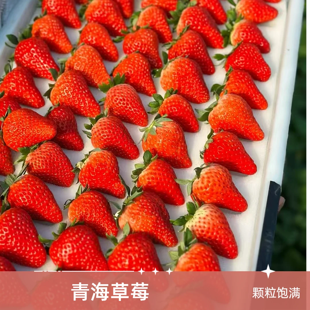 青海西宁本地新鲜采摘奶油草莓(妙七）篮装大果3斤九甜一酸，果香浓郁